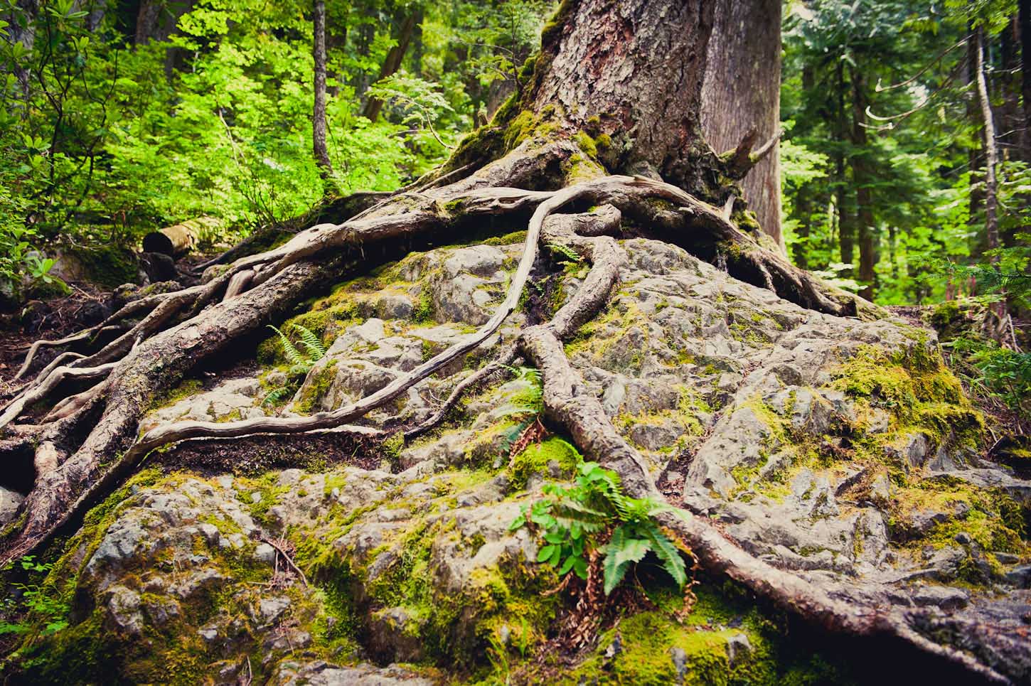 Unique Tree at Little Zigzag Falls, Oregon